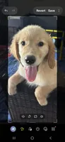 Goldie, a female Golden Retriever for sale in Lithia, FL – 3 of 3
