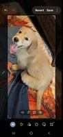 Goldie, a female Golden Retriever for sale in Lithia, FL – 2 of 3