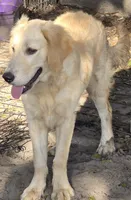 Honey, a female Golden Retriever for sale in Lithia, FL – 2 of 3