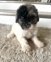 Sylvia, a female Sheepadoodle for sale in Marion, IN – 8 of 10