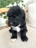 Palmer, a female Sheepadoodle for sale in Marion, IN – 6 of 10