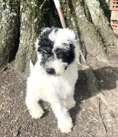 Vega, a male Sheepadoodle for sale in Marion, IN – 4 of 10