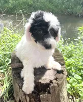 Vega, a male Sheepadoodle for sale in Marion, IN – 8 of 10