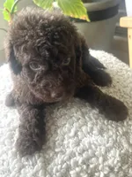 Brunson, a male Sheepadoodle for sale in Marion, IN – 3 of 10