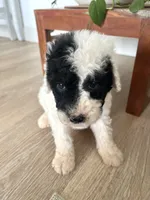 Ranger, a male Sheepadoodle for sale in Marion, IN – 7 of 10