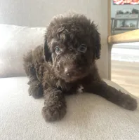 Brunson, a male Sheepadoodle for sale in Marion, IN – 7 of 10