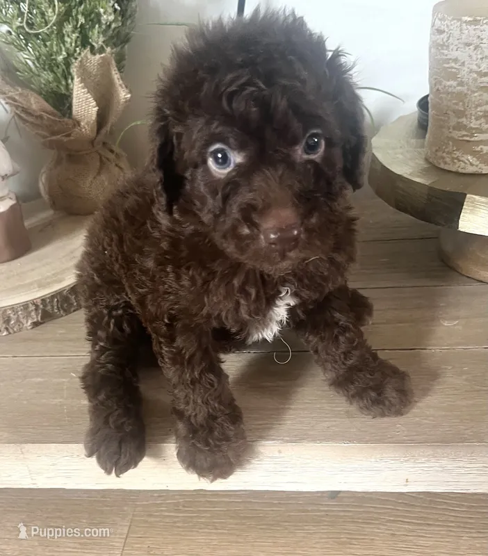 Brunson – Sheepadoodle puppy for sale in Marion, IN