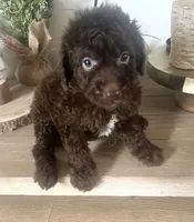 Brunson, a male Sheepadoodle for sale in Marion, IN – 1 of 10