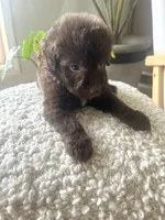 Carlton, a male Sheepadoodle for sale in Marion, IN – 7 of 10