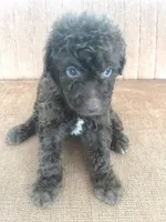 Brunson, a male Sheepadoodle for sale in Marion, IN – 9 of 10