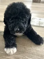 Palmer, a female Sheepadoodle for sale in Marion, IN – 2 of 10