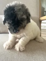 Sylvia, a female Sheepadoodle for sale in Marion, IN – 9 of 10