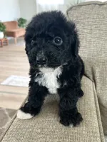 Palmer, a female Sheepadoodle for sale in Marion, IN – 3 of 10