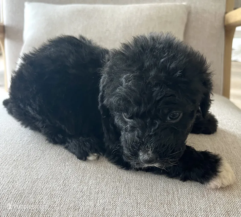 Palmer – Sheepadoodle puppy for sale in Marion, IN