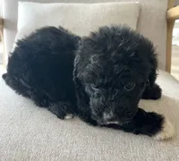 Palmer, a female Sheepadoodle for sale in Marion, IN – 1 of 10