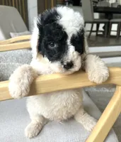 Dixon, a male Sheepadoodle for sale in Marion, IN – 2 of 10