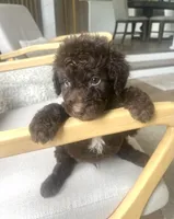 Brunson, a male Sheepadoodle for sale in Marion, IN – 4 of 10