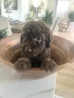 Brunson, a male Sheepadoodle for sale in Marion, IN – 8 of 10