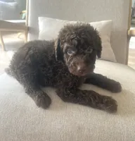 Brunson, a male Sheepadoodle for sale in Marion, IN – 5 of 10