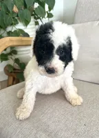 Ranger, a male Sheepadoodle for sale in Marion, IN – 2 of 10