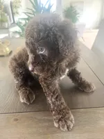 Brunson, a male Sheepadoodle for sale in Marion, IN – 2 of 10
