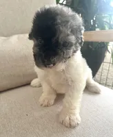 Sylvia, a female Sheepadoodle for sale in Marion, IN – 5 of 10