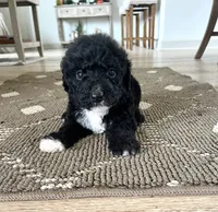 Palmer, a female Sheepadoodle for sale in Marion, IN – 8 of 10