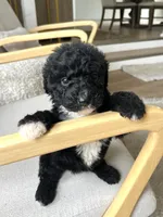 Palmer, a female Sheepadoodle for sale in Marion, IN – 4 of 10