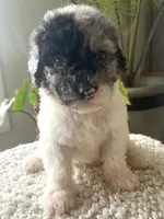 Sylvia, a female Sheepadoodle for sale in Marion, IN – 1 of 10