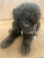 Carlton, a male Sheepadoodle for sale in Marion, IN – 5 of 10