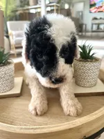 Dixon, a male Sheepadoodle for sale in Marion, IN – 5 of 10