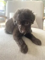 Carlton, a male Sheepadoodle for sale in Marion, IN – 10 of 10