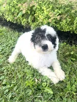 Vega, a male Sheepadoodle for sale in Marion, IN – 9 of 10