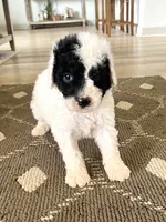 Ranger, a male Sheepadoodle for sale in Marion, IN – 4 of 10
