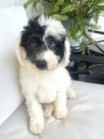 Vega, a male Sheepadoodle for sale in Marion, IN – 7 of 10