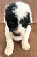 Ranger, a male Sheepadoodle for sale in Marion, IN – 8 of 10
