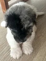 Sylvia, a female Sheepadoodle for sale in Marion, IN – 1 of 10