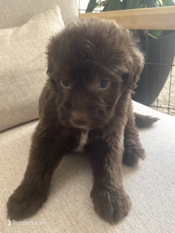 Carlton – Sheepadoodle puppy for sale in Marion, IN