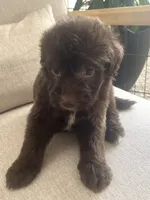 Carlton, a male Sheepadoodle for sale in Marion, IN – 1 of 10