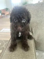 Brunson, a male Sheepadoodle for sale in Marion, IN – 6 of 10