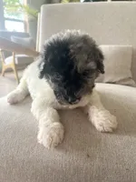 Sylvia, a female Sheepadoodle for sale in Marion, IN – 10 of 10
