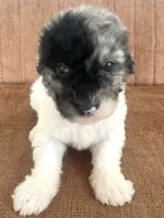 Sylvia, a female Sheepadoodle for sale in Marion, IN – 9 of 10
