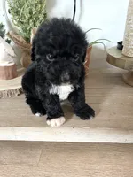 Palmer, a female Sheepadoodle for sale in Marion, IN – 7 of 10