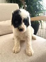 Ranger, a male Sheepadoodle for sale in Marion, IN – 5 of 10