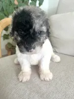 Sylvia, a female Sheepadoodle for sale in Marion, IN – 2 of 10