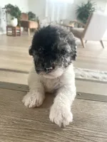 Sylvia, a female Sheepadoodle for sale in Marion, IN – 8 of 10