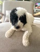 Dixon, a male Sheepadoodle for sale in Marion, IN – 6 of 10