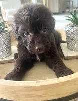 Carlton, a male Sheepadoodle for sale in Marion, IN – 9 of 10