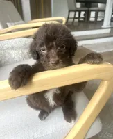 Carlton, a male Sheepadoodle for sale in Marion, IN – 6 of 10