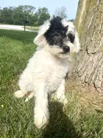 Vega, a male Sheepadoodle for sale in Marion, IN – 10 of 10